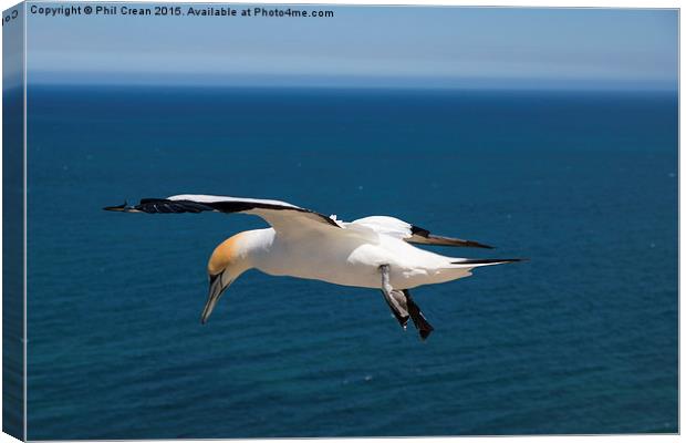  Hovering Gannet, Cape Kidnappers, New Zealand Canvas Print by Phil Crean