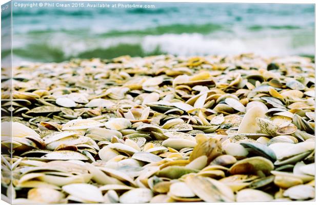  Seashells on Northland beach, New Zealand Canvas Print by Phil Crean