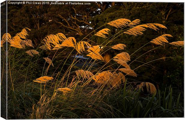  Austroderia grasses glowing in the last rays of t Canvas Print by Phil Crean