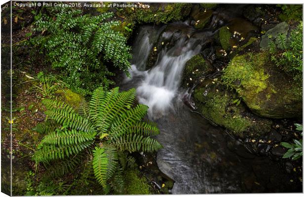  Fern and waterfall, New Zealand Canvas Print by Phil Crean