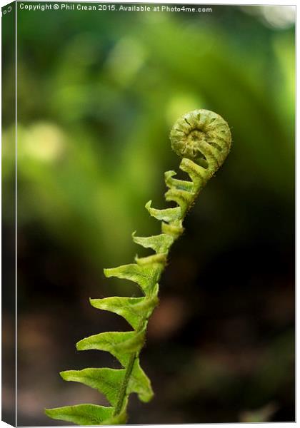 Uncurling fern leaf, New Zealand Canvas Print by Phil Crean