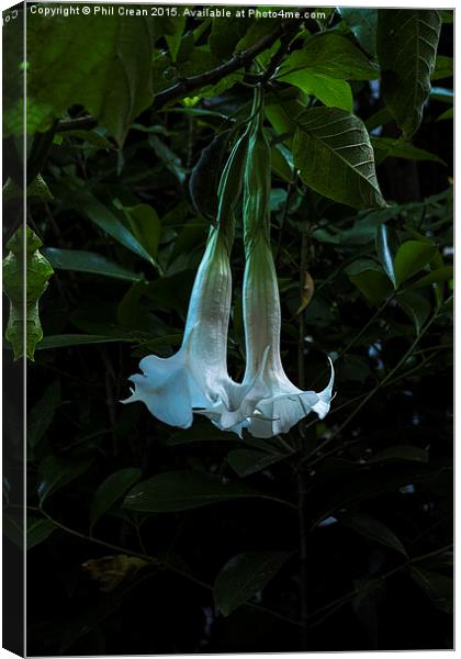 Bell flower, hanging flowers, New Zealand Canvas Print by Phil Crean