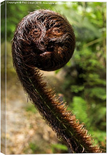  Fern crozier face. Canvas Print by Phil Crean