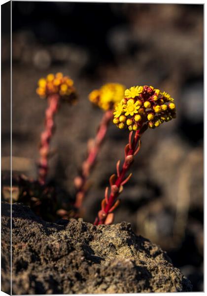 Yellow Aeonium Flower in lava field Canvas Print by Phil Crean
