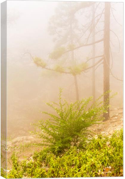 Misty forest, Tenerife Canvas Print by Phil Crean
