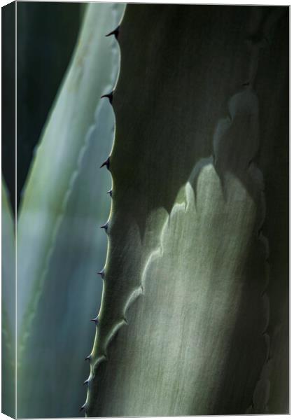 Agave cactus thorns Canvas Print by Phil Crean