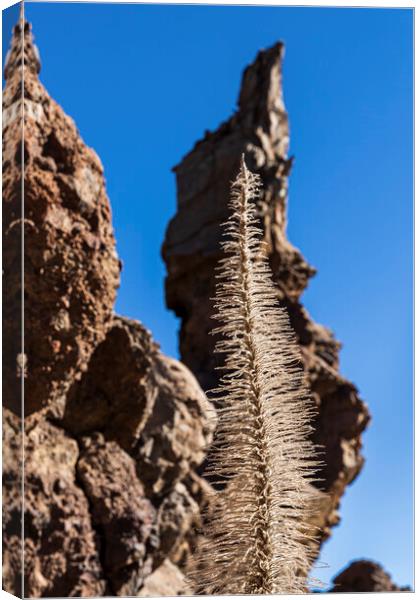 Tajinaste flower skeleton and volcanic rocks, Tenerife Canvas Print by Phil Crean