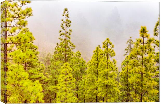 Misty day in the Tenerife pine forests Canvas Print by Phil Crean