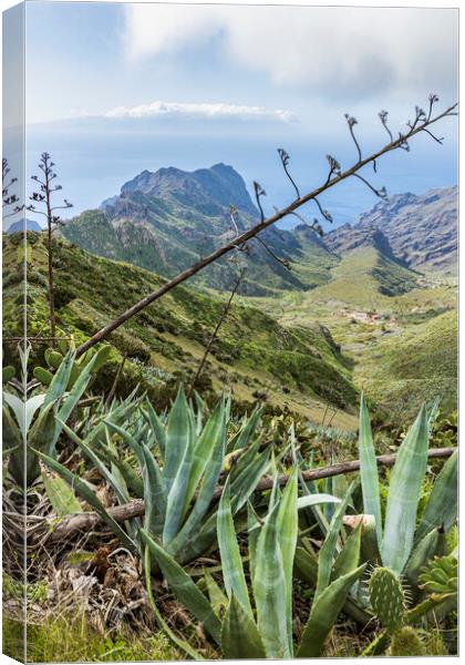 Agave cactus, Masca, Tenerife Canvas Print by Phil Crean