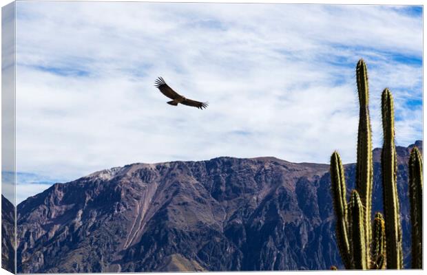 Condor soaring over the Andes, Peru Canvas Print by Phil Crean