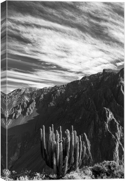 Colca canyon in the Andes, Peru Canvas Print by Phil Crean