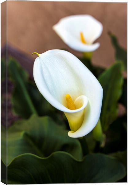 Aurum lily, or, Calla lily Canvas Print by Phil Crean