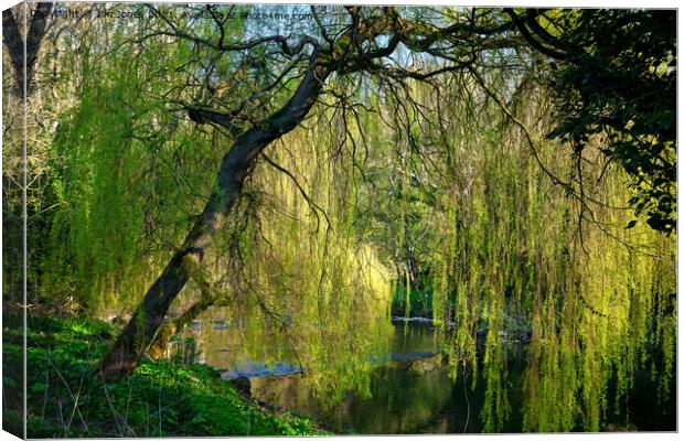 Weeping Willow on the River Blyth Canvas Print by Jim Jones