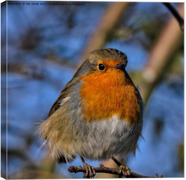 Fluffed up Robin in Winter Sunshine Canvas Print by Jim Jones