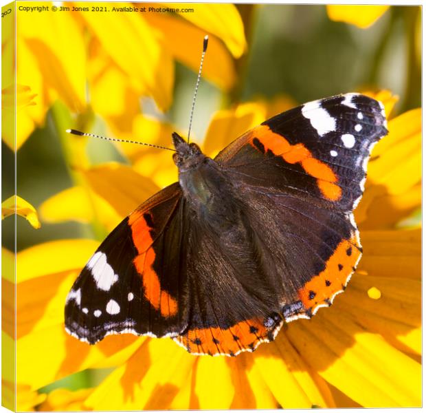  Red Admiral; Yellow Flower Canvas Print by Jim Jones