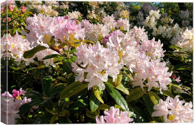 Rhododendron Macro  Canvas Print by Jim Jones