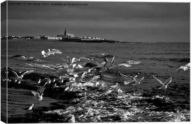 Seagulls feeding amongst the kelp - B&W Canvas Print by Jim Jones