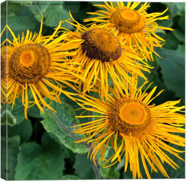 A full frame of Inula Sunflowers Canvas Print by Jim Jones