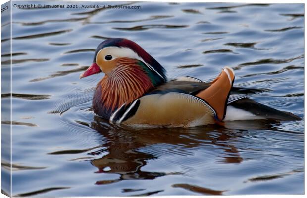 Mandarin duck on the River Wansbeck Canvas Print by Jim Jones