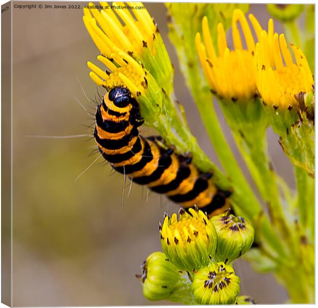 Cinnabar Moth Caterpillar on Ragwort Flowers - Square Crop Canvas Print by Jim Jones