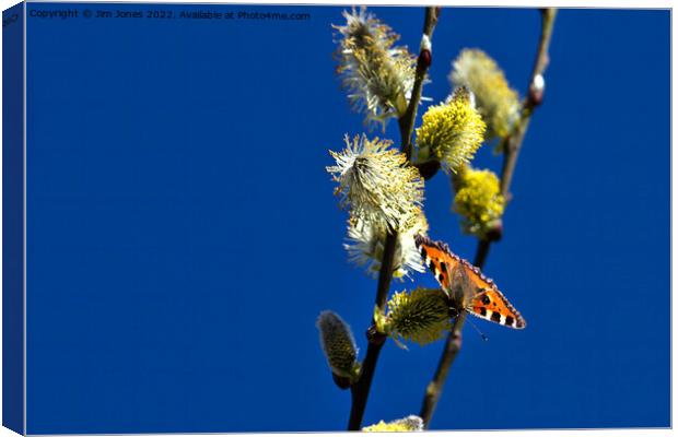 Blue Sky and a Butterfly Canvas Print by Jim Jones