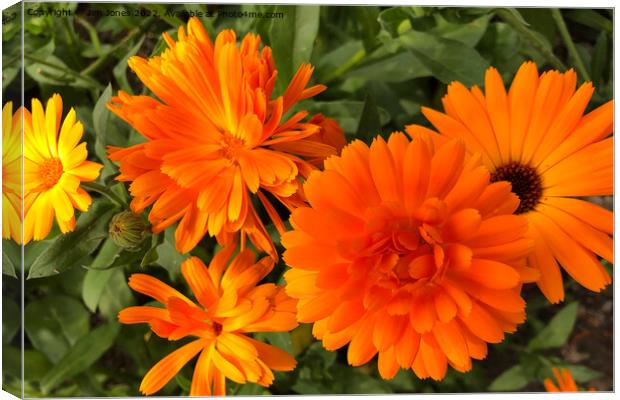 Calendula macro Canvas Print by Jim Jones