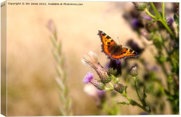 Dreamy Tortoiseshell  Butterfly Canvas Print by Jim Jones