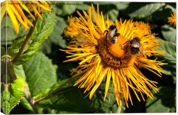 Two bees, or not two bees, that is the question. Canvas Print by Jim Jones