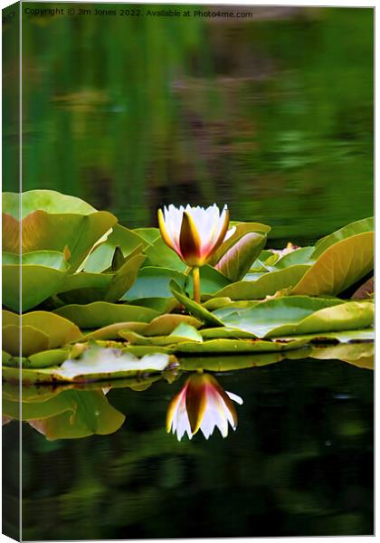 Waterlily reflections Canvas Print by Jim Jones