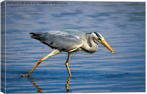 Snack time for Grey Heron Canvas Print by Jim Jones