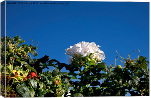 White Dog Rose under a clear blue sky Canvas Print by Jim Jones