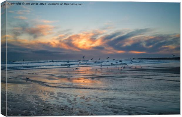 Seagulls at Sunrise Canvas Print by Jim Jones