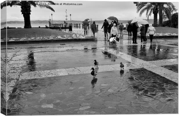 Lovely Weather for Ducks! Canvas Print by Jim Jones