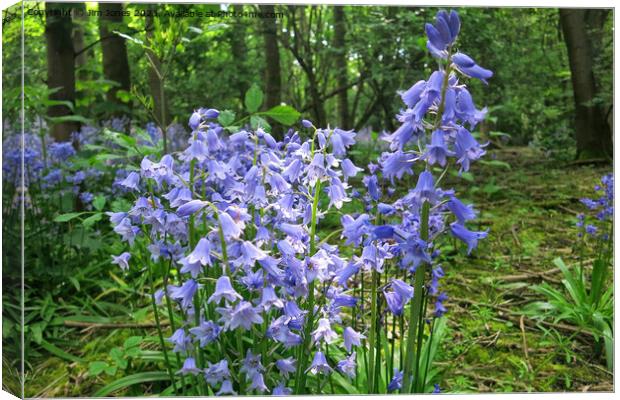 English Wild Flowers - Bluebells Canvas Print by Jim Jones