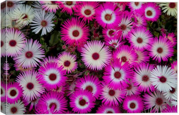 Livingstone Daisies Canvas Print by Jim Jones