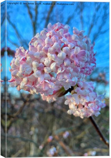 Very Vibrant Viburnum Canvas Print by Jim Jones