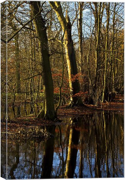 Flooded Woodland Canvas Print by Jim Jones