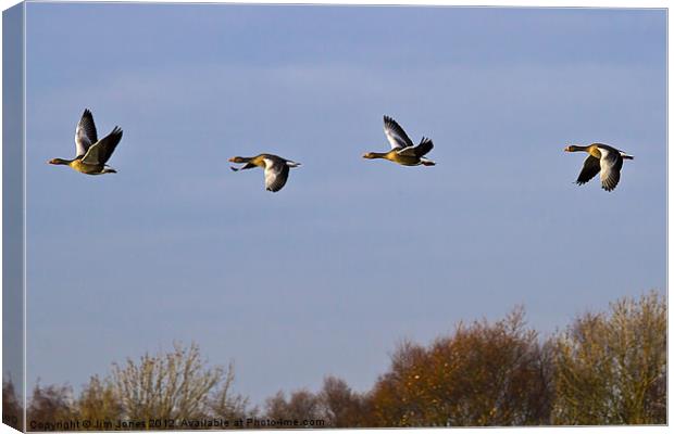 Greylag Geese (Ansur Ansur) in flight Canvas Print by Jim Jones