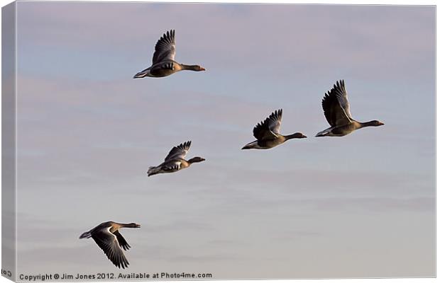 Greylag Geese (Ansur Ansur) in flight (2) Canvas Print by Jim Jones