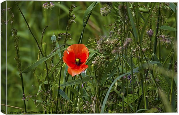 Poppy amongst the grasses Canvas Print by Jim Jones