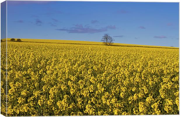 Yellow as far as the eye can see Canvas Print by Jim Jones