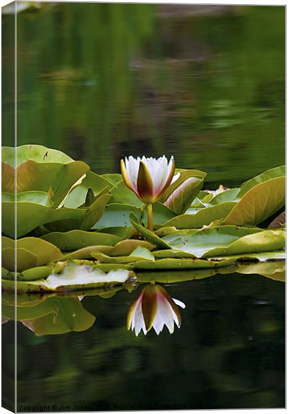 Water Lily reflection Canvas Print by Jim Jones