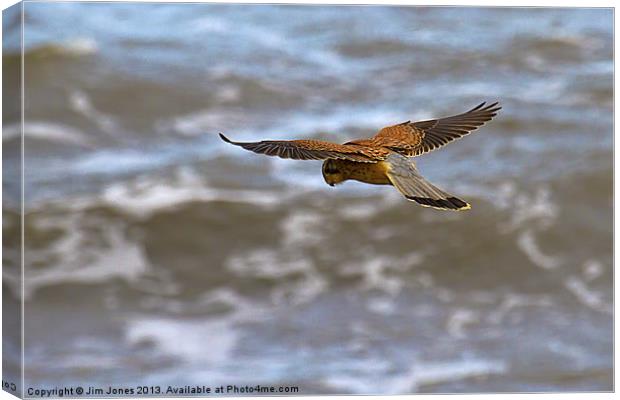 Kestrel hovering (Falco tinnulculus) Canvas Print by Jim Jones