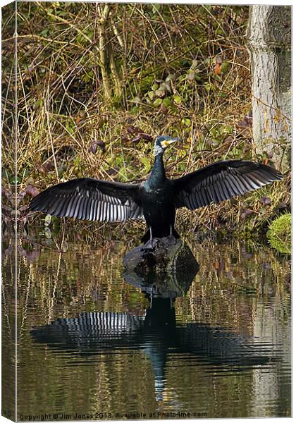Cormorant stretching its wings Canvas Print by Jim Jones