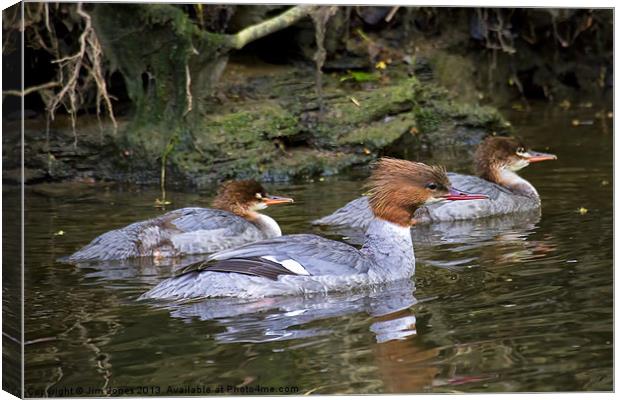 Goosander mother and young Canvas Print by Jim Jones
