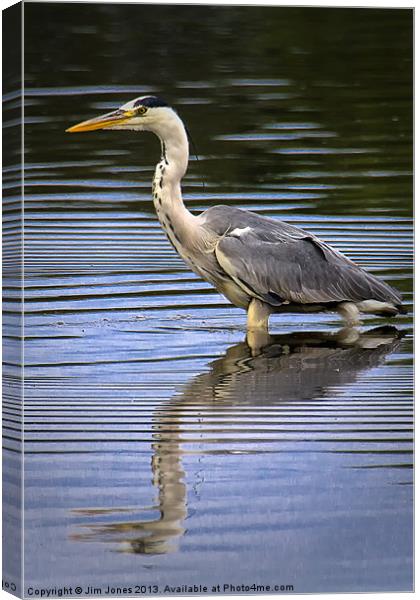 Grey Heron reflected in calm water Canvas Print by Jim Jones