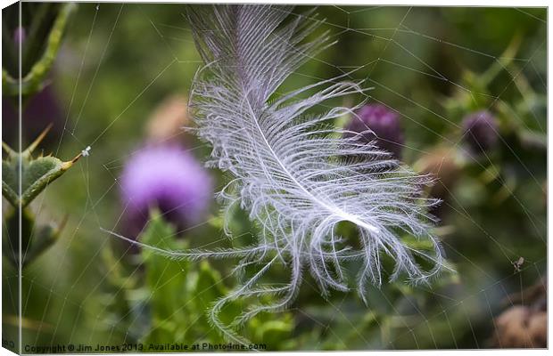White feather caught in a web Canvas Print by Jim Jones