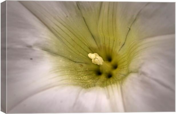 Convulvulus macro image Canvas Print by Jim Jones