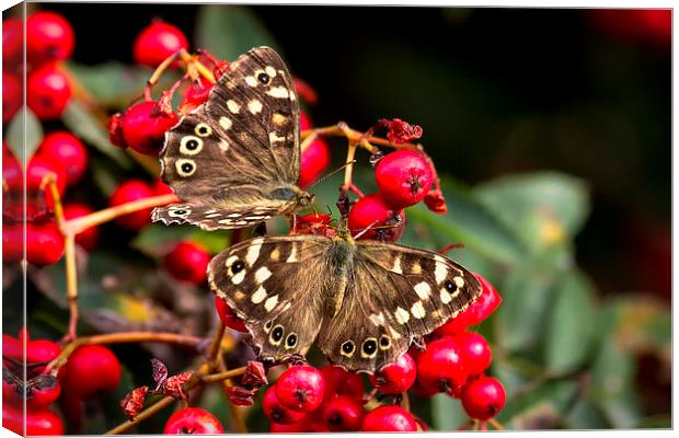 Butterflies feeding Canvas Print by Jim Jones