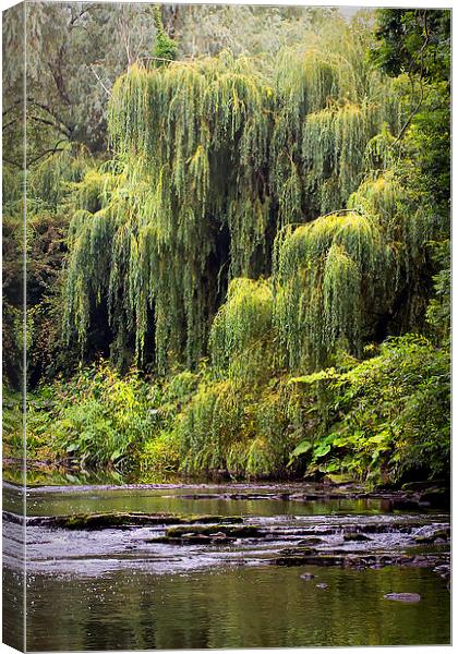 Weeping Willow Canvas Print by Jim Jones